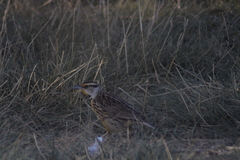 Sturnella magna auropectoralis