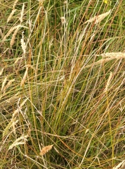Schoenus pauciflorus