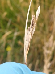 Schoenus pauciflorus