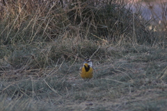 Sturnella magna auropectoralis