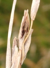 Schoenus pauciflorus