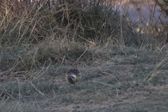 Sturnella magna auropectoralis
