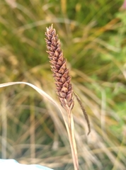 Carex flagellifera