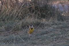 Sturnella magna auropectoralis