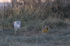 Sturnella magna auropectoralis