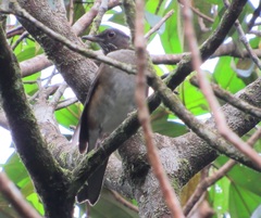 Turdus albicollis