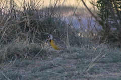 Sturnella magna auropectoralis