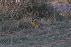Sturnella magna auropectoralis