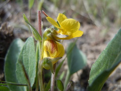 Viola vallicola