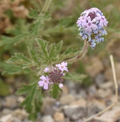 Glandularia gooddingii