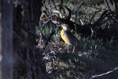 Sturnella magna auropectoralis