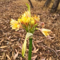 Calostemma luteum