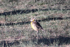 Sturnella magna auropectoralis