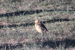 Sturnella magna auropectoralis