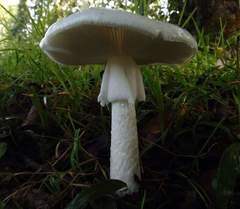 Amanita verna