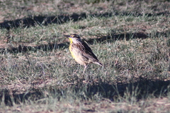 Sturnella magna auropectoralis