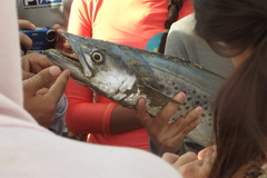 Scomberomorus sierra