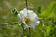 Argemone polyanthemos