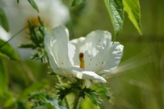 Argemone polyanthemos