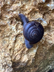 Helminthoglypta sequoicola