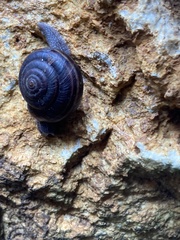 Helminthoglypta sequoicola