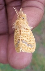 Mylantria xanthospila