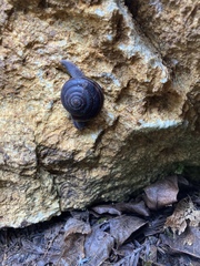 Helminthoglypta sequoicola