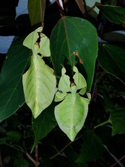 Pulchriphyllium bioculatum