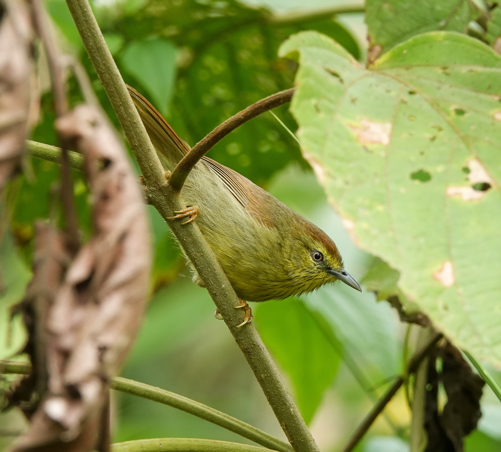 Mixornis Tit-Babblers