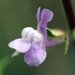 Wiry Snapdragon - Photo (c) David Hofmann, some rights reserved (CC BY-NC-ND)