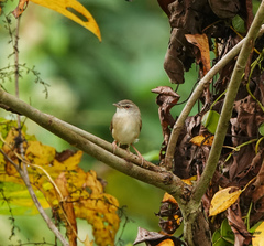 Prinia rufescens
