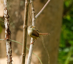 Prinia rufescens