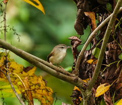 Prinia rufescens