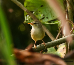 Prinia rufescens