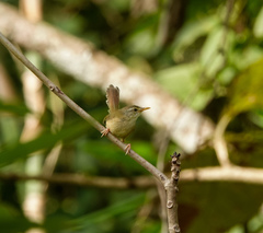 Prinia rufescens