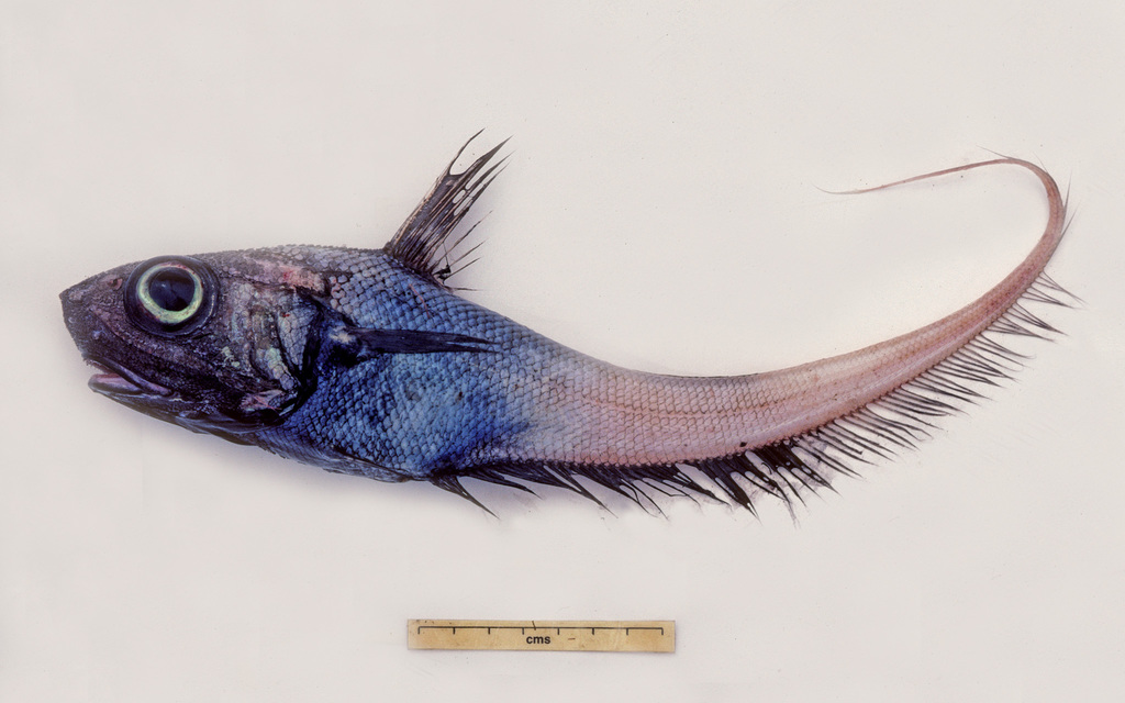 Blue Banded Whiptail