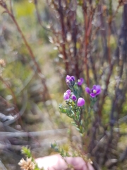 Comesperma retusum