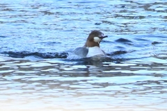 Mergus merganser