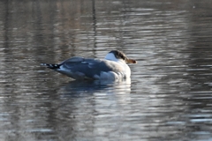 Ichthyaetus ichthyaetus