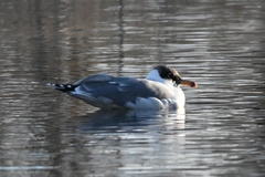 Ichthyaetus ichthyaetus