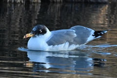 Ichthyaetus ichthyaetus