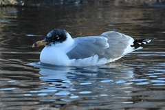 Ichthyaetus ichthyaetus