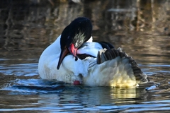 Mergus merganser