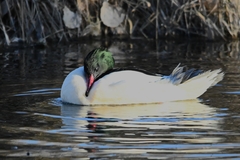 Mergus merganser