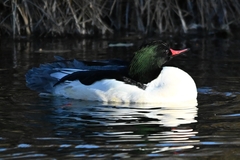 Mergus merganser