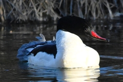 Mergus merganser