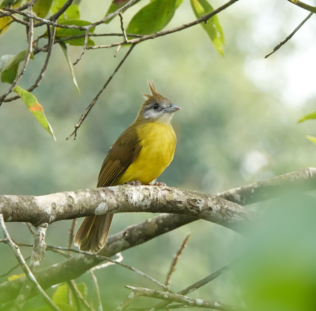 White-throated Bulbul photo