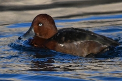 Aythya nyroca
