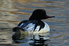 Mergus merganser