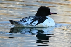 Mergus merganser
